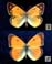 Colias myrmidone